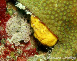 peek-a-booh by Barbara Schilling 